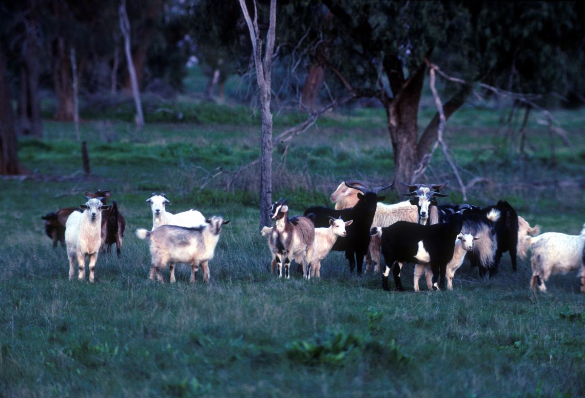 Feral goats