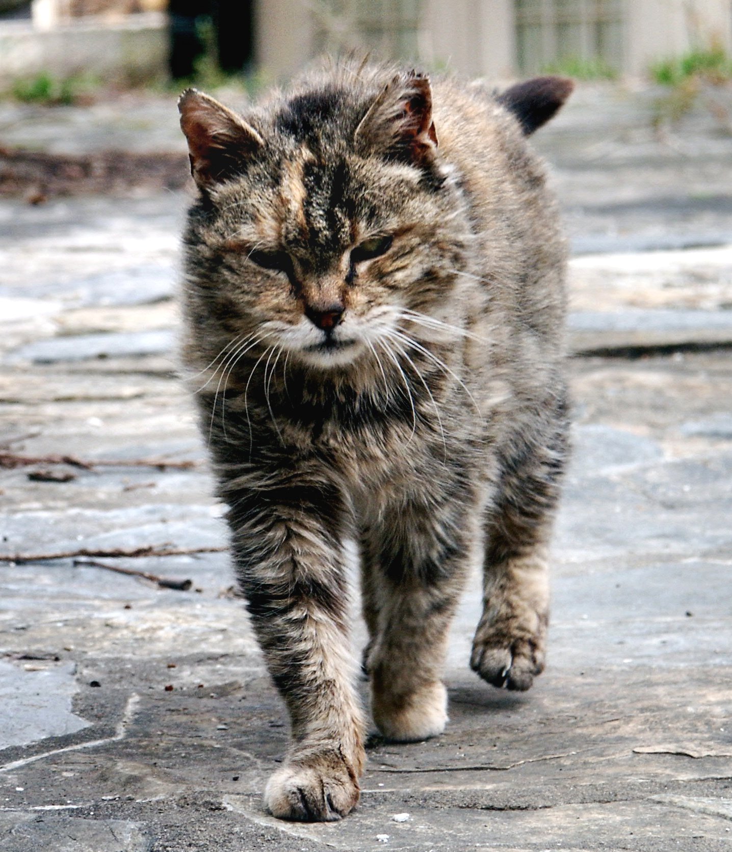 Feral cat