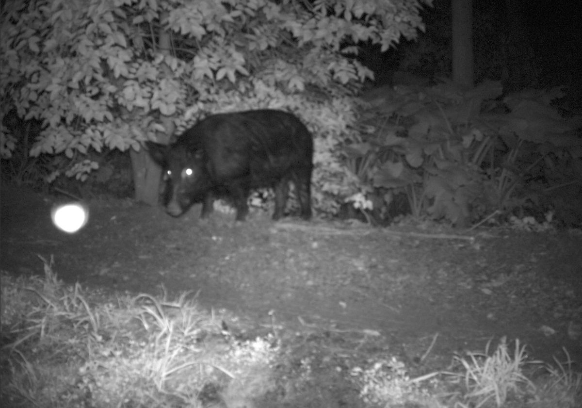 Feral pig