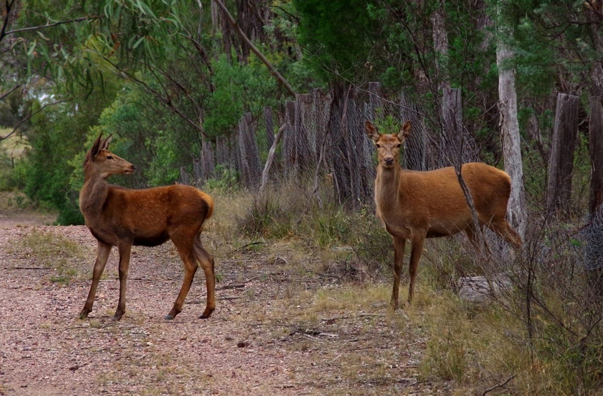 Wild Deer