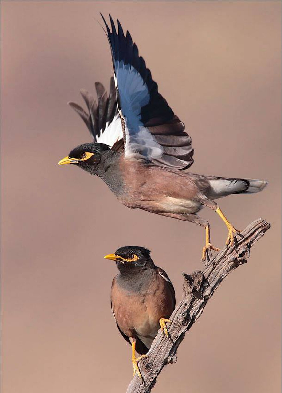 Indian myna pest birds
