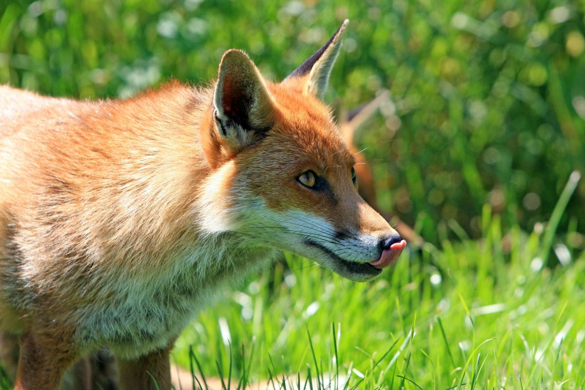 Foxes