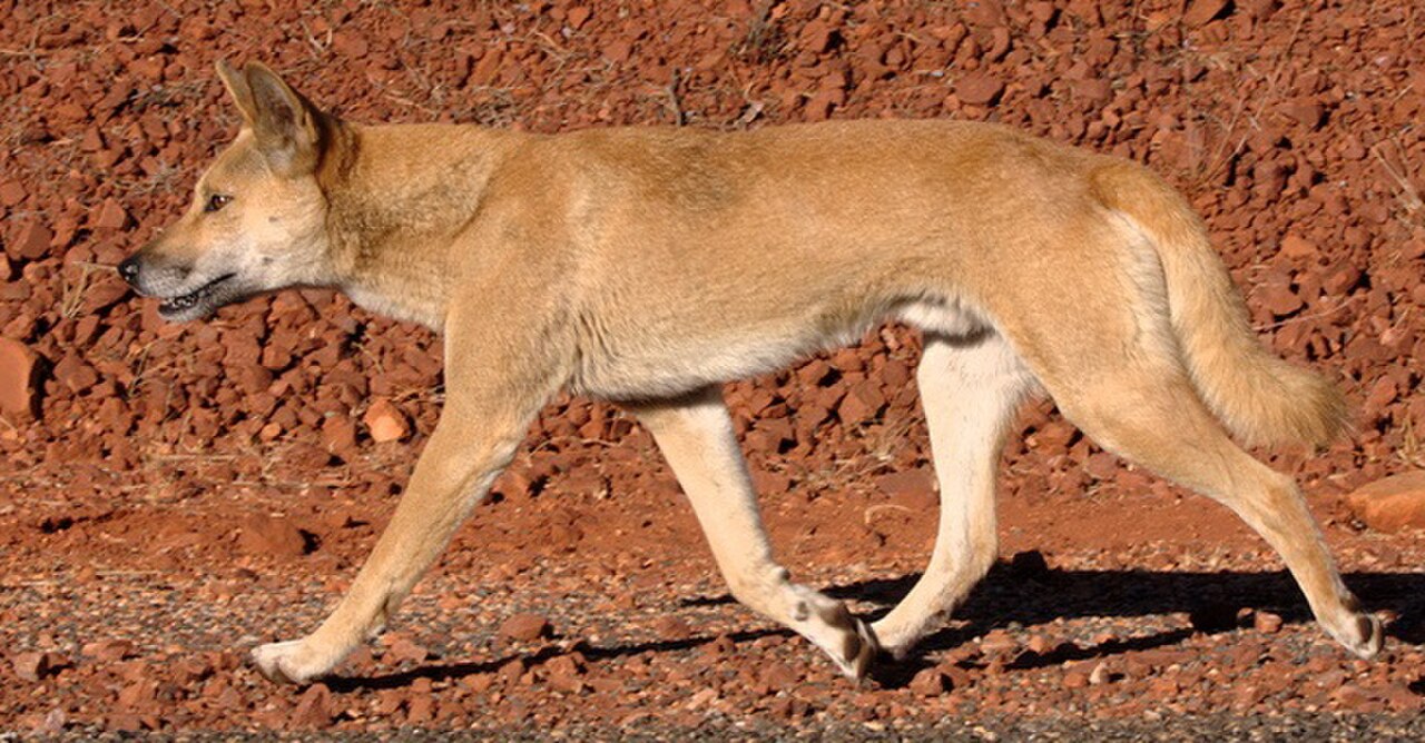 Australian dingo